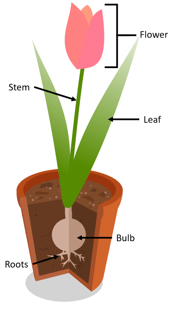 Bulb (Biology) Key Stage Wiki