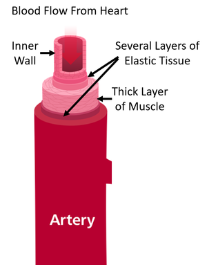Artery.png