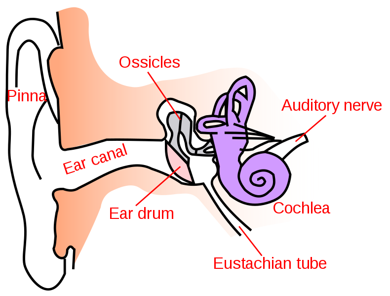 Auditory Nerve Ear Diagram