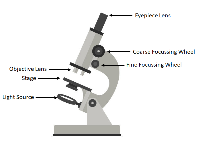 Light Microscope Key Stage Wiki