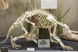 Aardvark4-Skeleton.PNG