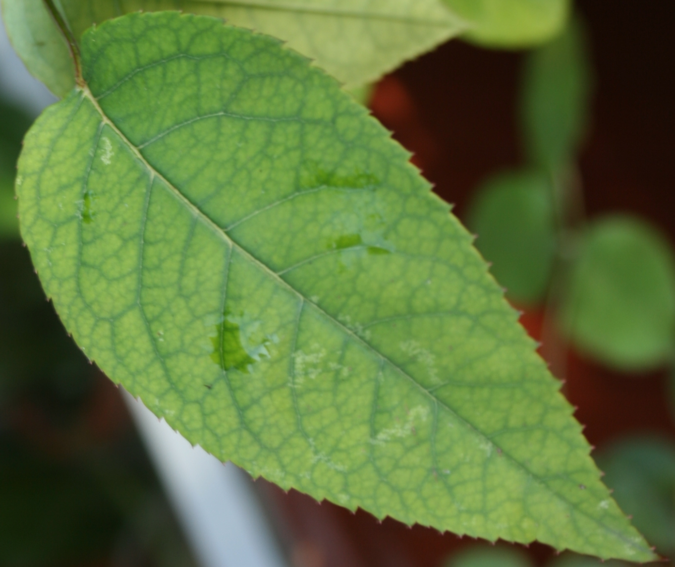 300px With a Manganese deficiency yellow spots and holes appear between the plant veins.