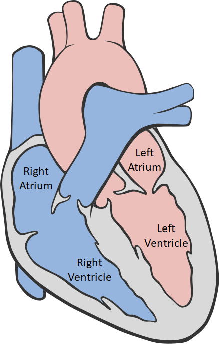 Ventricle - Key Stage Wiki