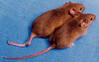 VariationMice.png