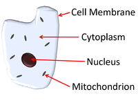 AnimalCellDiagram.png