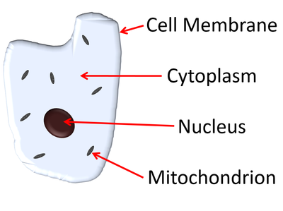 Animal Cell - Key Stage Wiki