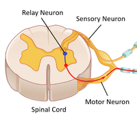 SpinalCordCrossSection.png