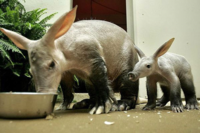 Aardvark6-Young.PNG