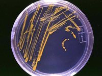 BacterialColonies1.png