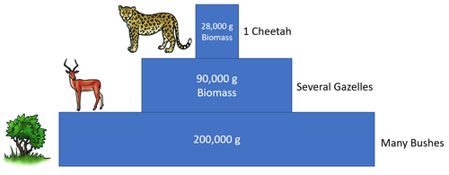 PyramidofBiomass.png