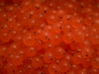SalmonEggs.png