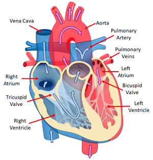 HeartDiagramKS4.png