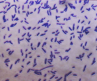 Bacteria.png