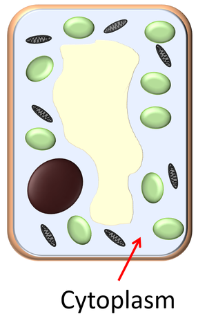 Cytoplasm - Key Stage Wiki