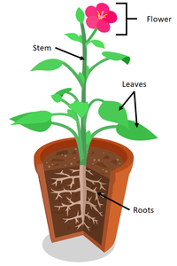 PlantOrgans.png