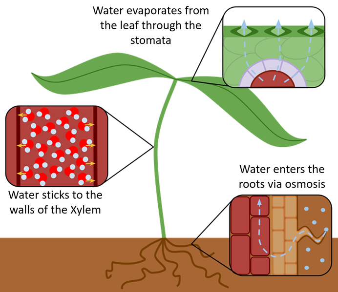 File:WaterTransportPlant.png