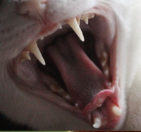 CatMouth.png