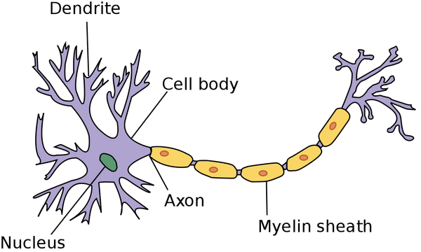Neuron - Key Stage Wiki