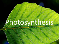 PhotosynthesisLogo.png