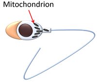 SpermCellMitochondria.png