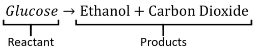 yeast fermentation equation