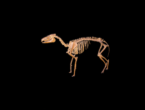 HorseFossil1.png