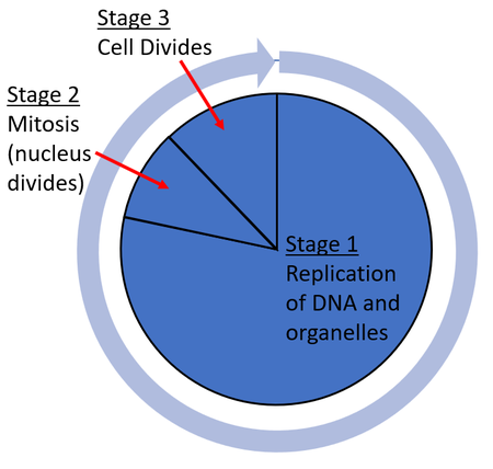 Cell Cycle Key Stage Wiki