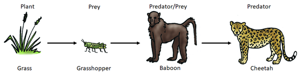 Predator - Key Stage Wiki