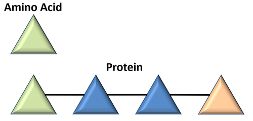 ProteinAminoAcid.png
