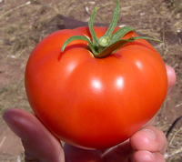 TomatoFruit.png