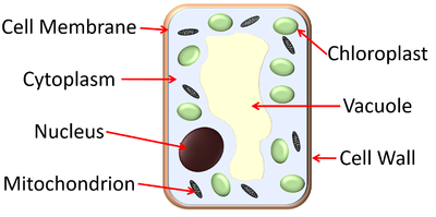 Plant Cell - Key Stage Wiki