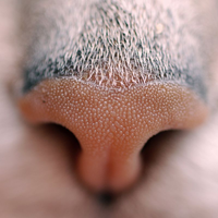 CatNose.png