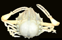 CrabSkeleton.png