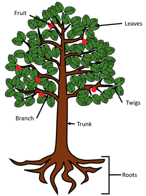 A diagram of a tree.