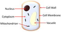 FungalCell.png