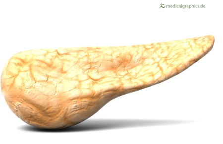 Pancreas - Key Stage Wiki