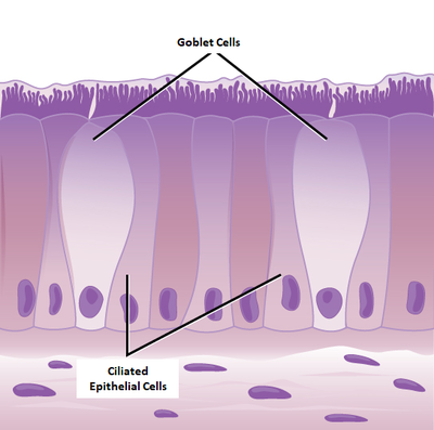 CiliatedEpithelialCells.png