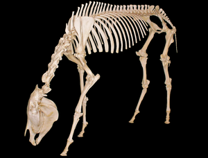 HorseFossil4.png