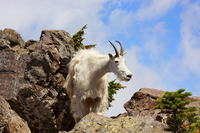 MountainGoat.png