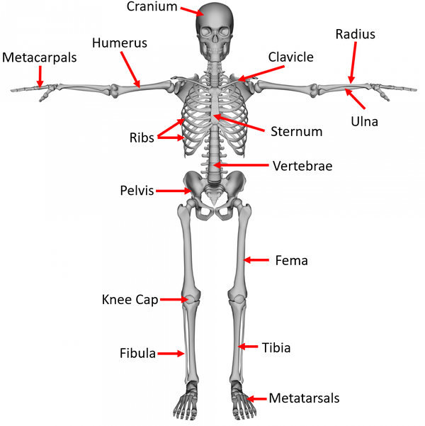 Divisions Of Skeletal System