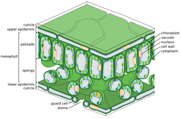 LeafCrossSectionDiagram.png
