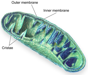 Mitochondrion.png