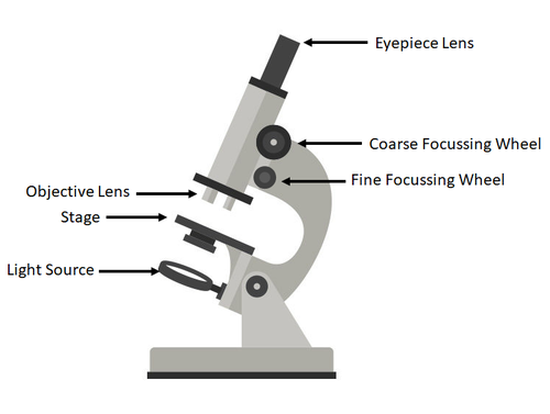 Principles of imaging with an optical microscope a ray diagram of   Download Scientific Diagram