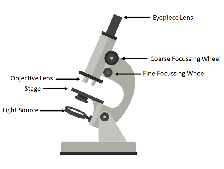 Optical Microscope Schematic Diagram