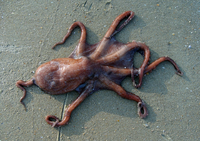 OctopusLand.png