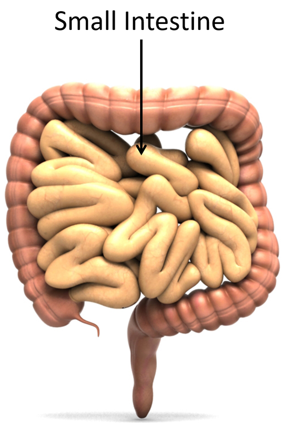 Small Intestine Key Stage Wiki