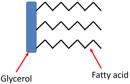 LipidDiagram.png