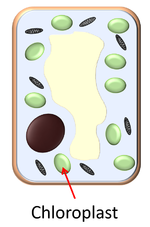 Chloroplast.png