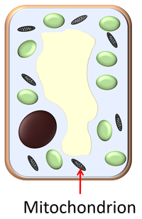 PalisadeCellMitochondria.png