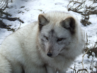 ArcticFoxEvolution2.png